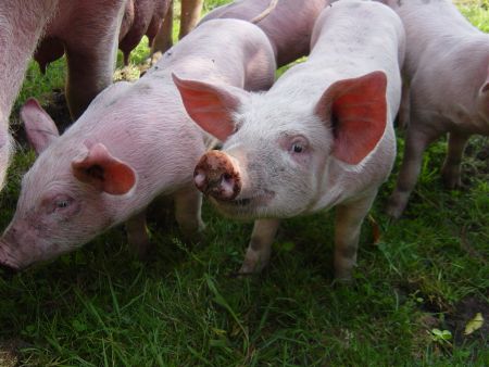 Markt Schweinemarkt Borghorst