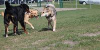 Hundeplatz Steinfurt