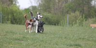 Hundeplatz Steinfurt