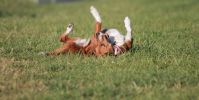 Hundeplatz Steinfurt