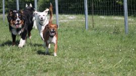 Hundeplatz Steinfurt