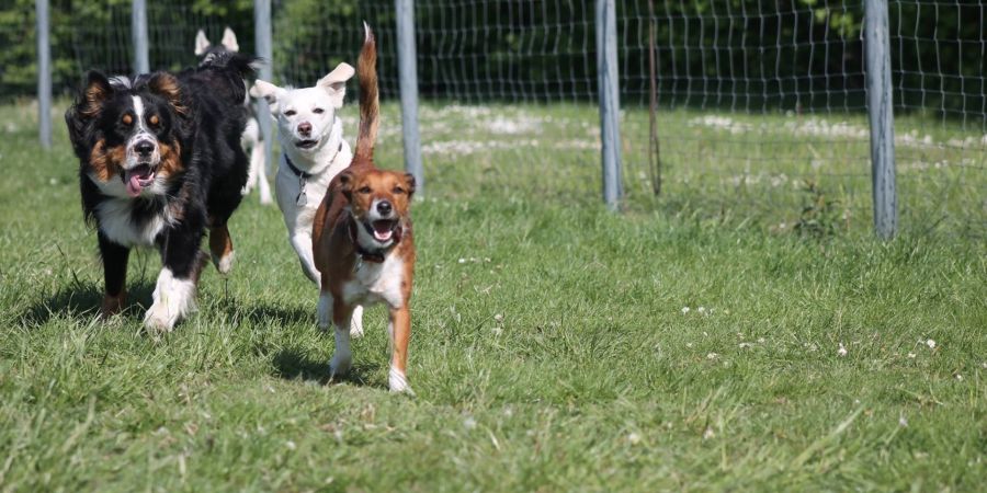 Hundeplatz Steinfurt