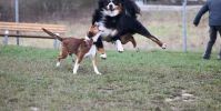 Hundeplatz Steinfurt