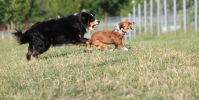 Hundeplatz Steinfurt