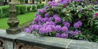 Rhododendron vor dem Schloss